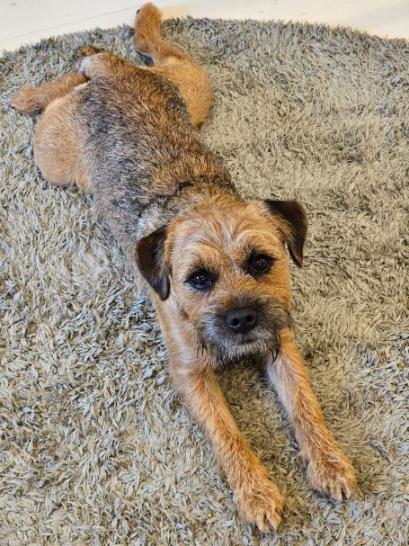 A Border Terrier stretched out, gazing into the camera