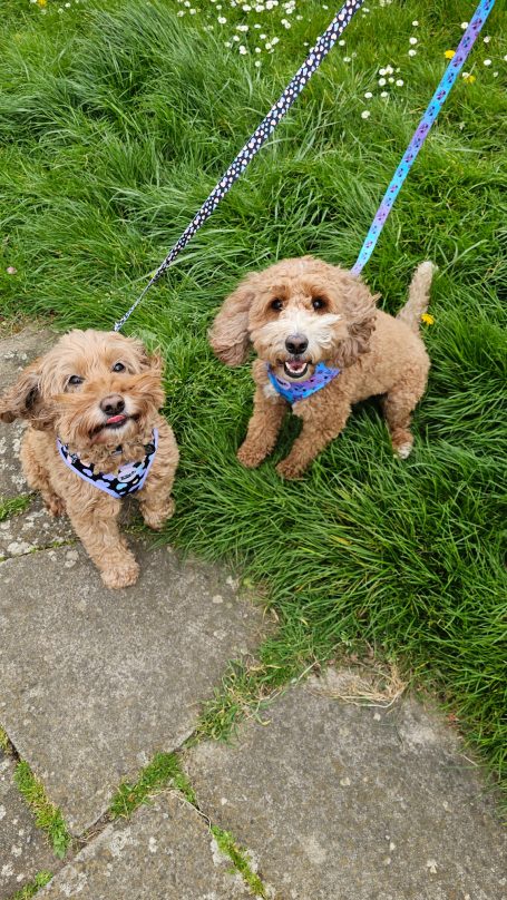 Two Cockapoo dogs, leashed, sitting side by side