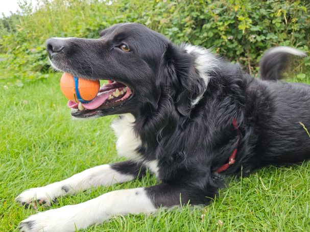Border Collie led on the grass, smiling with his favourite ball in his mouth