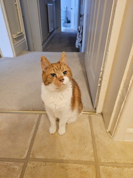 Ginger and White cat, sat down waiting for his Dinner