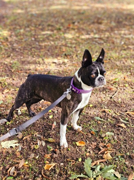 The Boston Terrier stood at attention, vigilant for squirrels