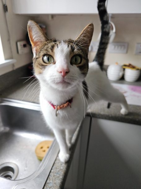 Tabby and white Cat stood on the kitchen worktop, looking at the camera