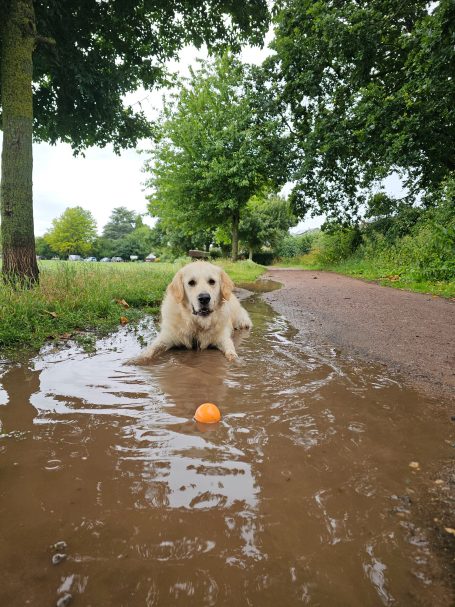 Golden Retriever led in a muddy puddle waiting for his ball to be thrown