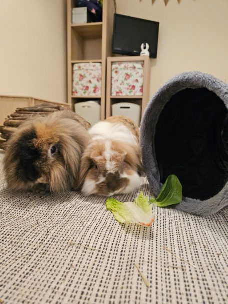 Two domestic bunnies seated next to each other, munching on lettuce